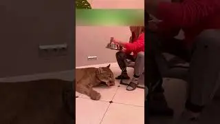 The lynx got stuck in a trap and people helped her