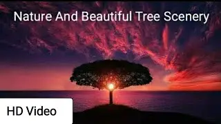 Nature And Beautiful Tree Scenery Pictures