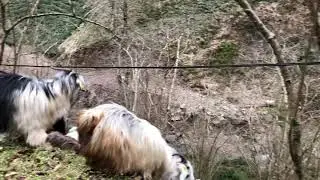 DÜŞÜK MALİYETLİ KEÇİ AĞILI NASIL OLUR? Keçileri Ağıla Nasıl Yerleştiriyoruz - Çobanlık - RizeliÇoban