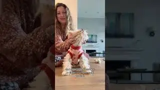 The Best Alternative For The Cone Of Shame - For Dog Owners That Get Their Dogs Spayed Or Neutered