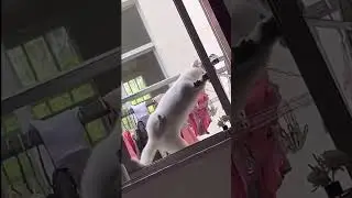 Viral now. Cat burgler. 😻 #viral #funny #shorts #funnyvideo #cats