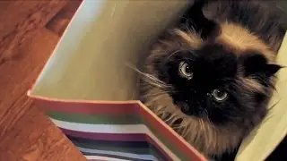 Mickey and Jamie - A Fancy Feast® Love Story