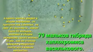 80 мальков извлёк изо рта самки гибрида Хаплохромиса Василькового.