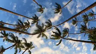 8 Hours - Relaxing Ocean Sound and Palm Trees Swaying - RELAX, SLEEP, ASMR | Great Escapes