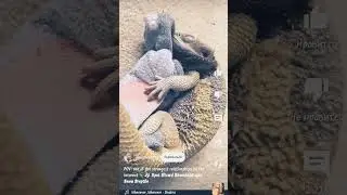 Весёлый рептилойд