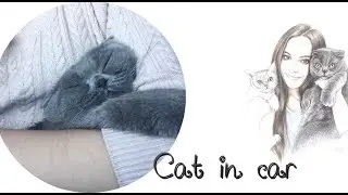 ❤️КАК КОТИК ЕЗДИТ В МАШИНЕ❤️CAT IN THE CAR❤️