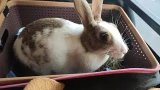 Rabbit traveling for the first time