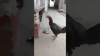 luntang lantung ga tau arah#s#ayam #chickentypes