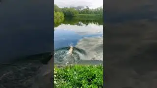 Как научить собаку плавать?