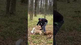 Так виглядає собаче щастя!  #собаки
