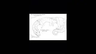 Snake Transformation