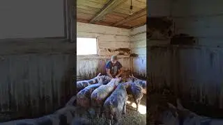 #деревня#селькаяжизнь#хозяйствосвиноводство#