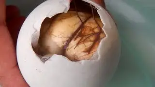 WEIRDEST Things Found in the Philippines