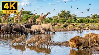 Beautiful African Wildlife 4K 🐘🍃 Soft Piano Music to Relax Your Body and Quiet Your Mind 🎹💖