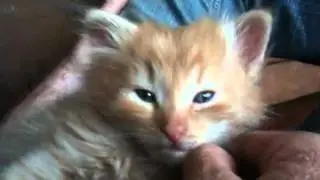 Likeboe 's Charu
