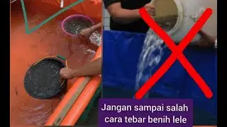 cara tebar benih lele yang benar