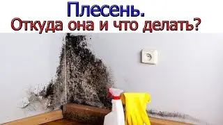 Where does mold come from in an apartment and how to deal with it [6 REASONS]