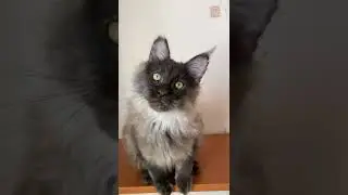 Тим, котенок мейн кун, 5 мес
