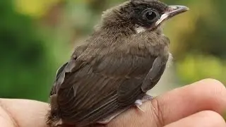 Red-Whiskered Bulbul - Incubation and Hatching - full story