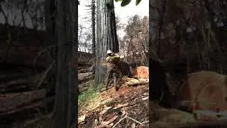 Как правильно Резот  дерево