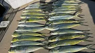Mahi Mahi fishing from smaller boats. #fish #fishing #ocean #outdoors #nature #newjersey