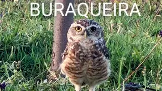 #coruja(CORUJA-BURAQUEIRA)