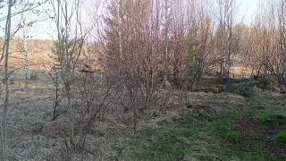 Catching songbirds,ловля певчих птиц 28.04.24.