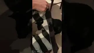 Cat Ripping clothes