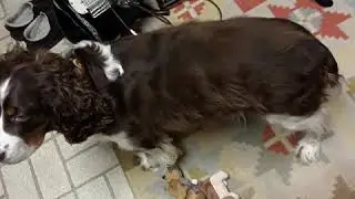 tail wag random number generator