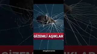 Karanlık Gece Yolcuları: Caulophryne jordani'nin Akıntıdaki Aşk Dansı