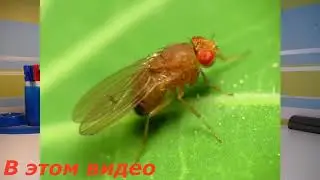 Четвёртый опыт. Муха дрозофила. Рассмотрел в микроскоп фруктовую муху дрозофила. #4