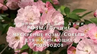 ROSES//The Best Varieties of Musk Roses//Tips for Beginners in Rose Gardening