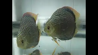2006 discus fish breeding part 2