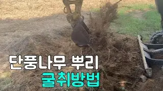 나무뿌리 이렇게 캐세요!