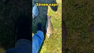 Караси гиганты. Рыбалка. #рыбалка #рыба #fishing #карп #карась