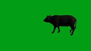 Buffalo walking green screen video | Copyright Free