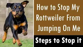 How to Stop My Rottweiler From Jumping On Me: Steps to Stop This Behavior Now