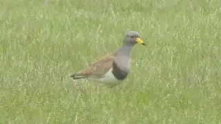 Grey headed Lapwing at Long Nanny, Northumberland, 7th May, 2023---with improved processing.