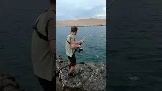 Prva riba na novu rolu 🎣🐟 #fishing #shorefishing #sea #ribolov #orada #seabream #shorts