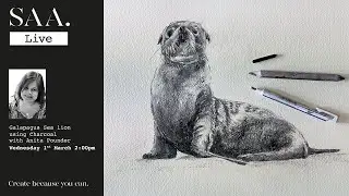 SAA LIVE with Artist Anita Pounder - Galapagos Sea Lion using Charcoal