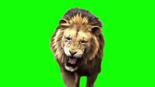 Lion green screen|green screen videos| Editing Kinemaster| Chroma key #greenscreen #bluescreen