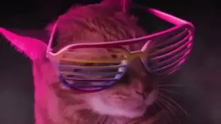 Кошки поют