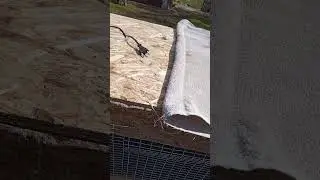 брудер для циплят