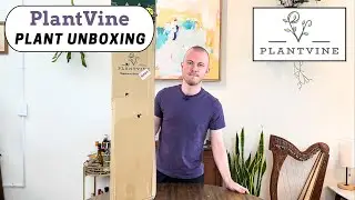 Large Floor Plant Unboxing | PlantVine