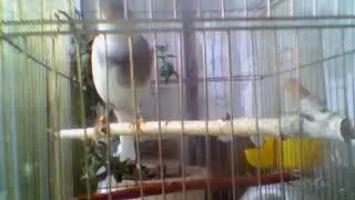 Кенар овсяночного напева