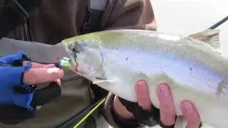 Чавыча и Сима на нахлыст  Камчатка 2018