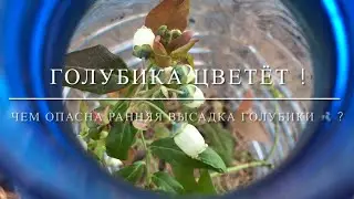 💙💜Голубика цветёт ! Чем опасна ранняя высадка голубики 🫐 ?