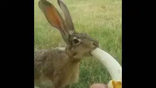 Çöl tavşanı - Jackrabbit