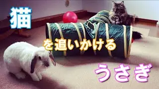 2月22日はニャニャニャ 猫の日に猫を追いかけるうさぎ/Rabbit chasing a cat on February 22, Cat's Day