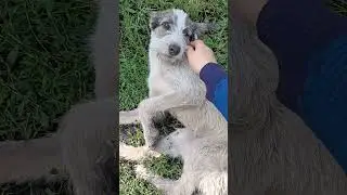 Щенок попал под машину и очень напуган. 